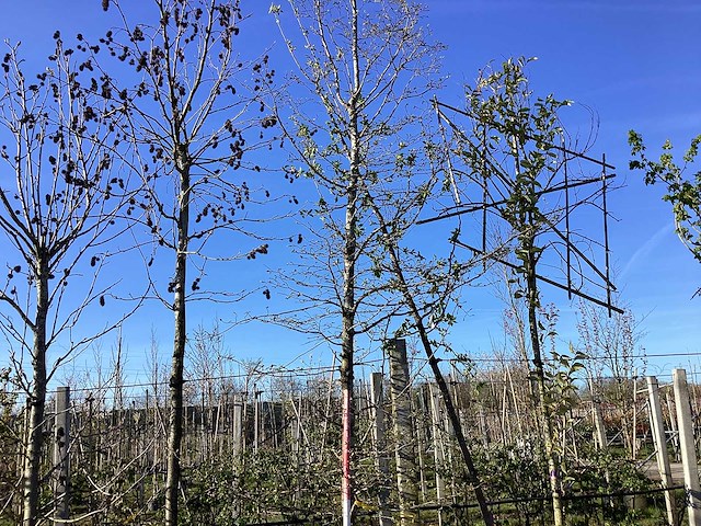 Haagbeuk - vormboom - afbeelding 1 van  2