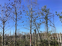 Haagbeuk - vormboom - afbeelding 1 van  2