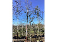 Haagbeuk - vormboom - afbeelding 2 van  2