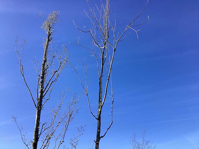 Haagbeuk - vormboom - afbeelding 1 van  2