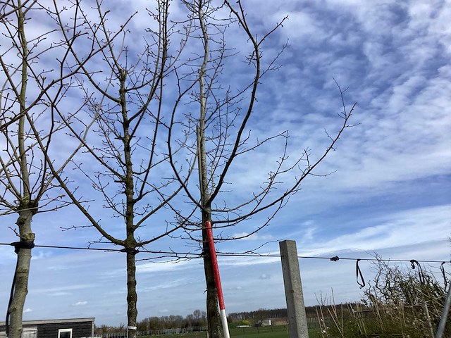 Haagbeuk - vormboom - afbeelding 1 van  2