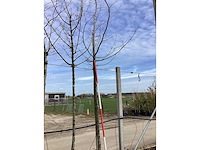 Haagbeuk - vormboom - afbeelding 2 van  2