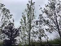 Haagbeuk - vormboom - afbeelding 1 van  2