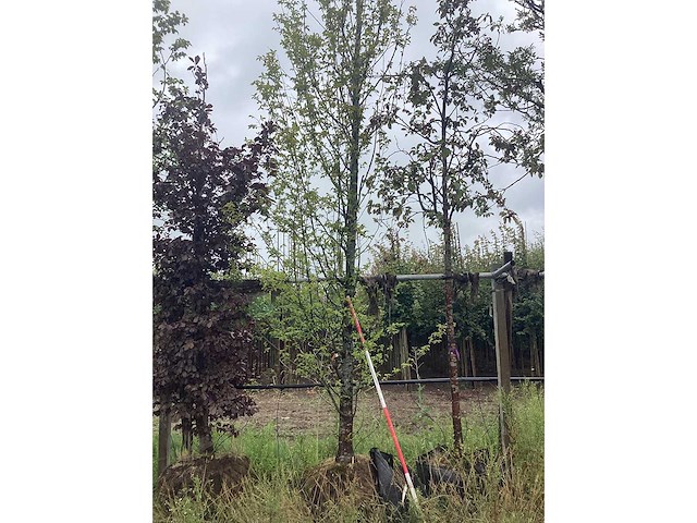 Haagbeuk - vormboom - afbeelding 2 van  2
