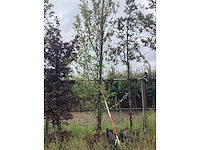 Haagbeuk - vormboom - afbeelding 2 van  2