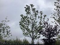 Haagbeuk - vormboom - afbeelding 1 van  2