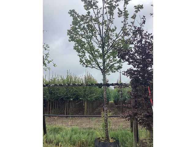 Haagbeuk - vormboom - afbeelding 2 van  2
