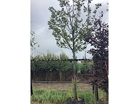 Haagbeuk - vormboom - afbeelding 2 van  2