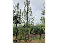 Haagbeuk - vormboom - afbeelding 2 van  2