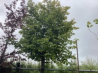 Haagbeuk - vormboom - afbeelding 1 van  2
