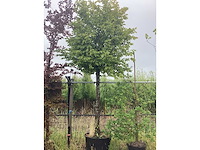 Haagbeuk - vormboom - afbeelding 2 van  2