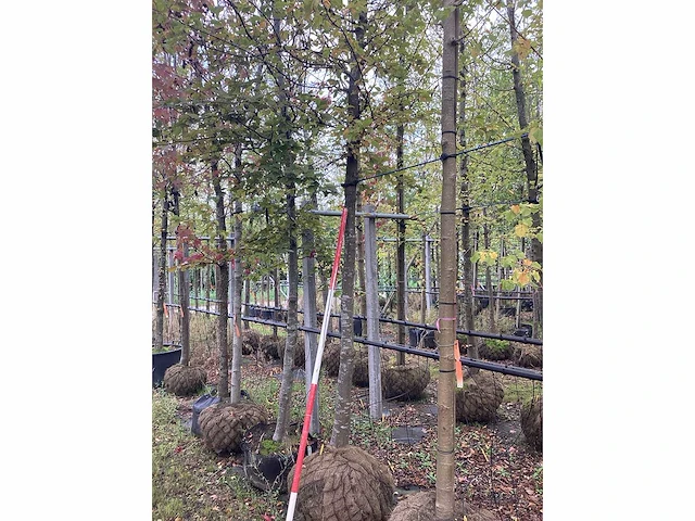 Haagbeuk - vormboom - afbeelding 3 van  3