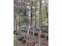 Haagbeuk - vormboom - afbeelding 3 van  3