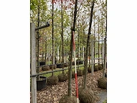 Haagbeuk - vormboom - afbeelding 3 van  3