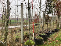 Haagbeuk - zuilboom - afbeelding 1 van  3