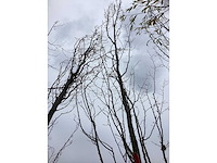 Haagbeuk - zuilboom - afbeelding 2 van  3