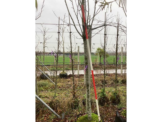 Haagbeuk - zuilboom - afbeelding 3 van  3