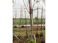 Haagbeuk - zuilboom - afbeelding 3 van  3