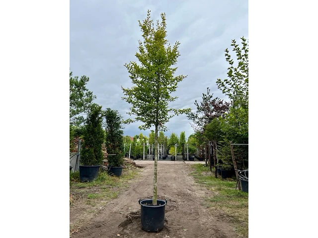 Haagbeuk, carpinus betulus, hoogstam, ca. 5-6 m hoog - afbeelding 1 van  1
