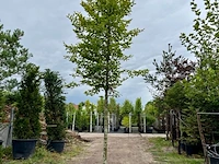 Haagbeuk, carpinus betulus, hoogstam, ca. 5-6 m hoog