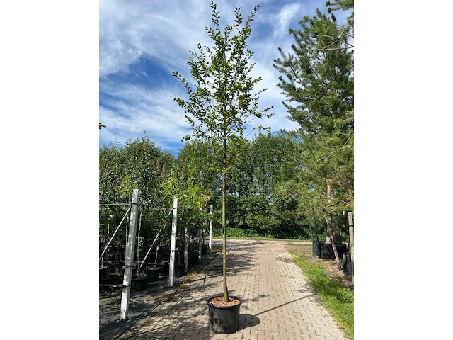 Haagbeuk, carpinus betulus, hoogstam, gele herfstkleur, ca. 3.5-4 m hoog - afbeelding 1 van  1