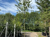 Haagbeuk, carpinus betulus, hoogstam, gele herfstkleur, ca. 3.5-4 m hoog
