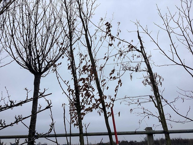 Haagebeuk - vormboom - afbeelding 1 van  2