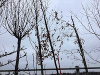 Haagebeuk - vormboom - afbeelding 1 van  2