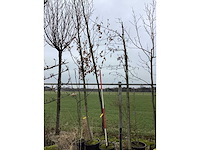 Haagebeuk - vormboom - afbeelding 2 van  2