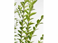 Haagplant ligustrum ovalifolium - planten met pot (100x) - afbeelding 2 van  2
