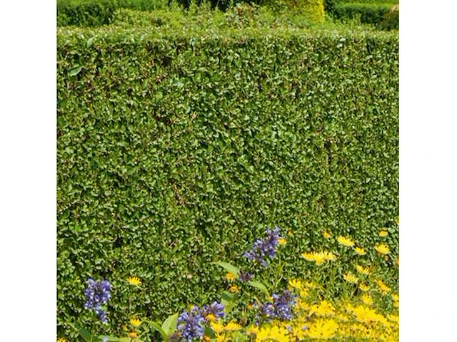 Haagplant ligustrum ovalifolium - planten met pot (100x) - afbeelding 1 van  2