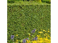 Haagplant ligustrum ovalifolium - planten met pot (48x)