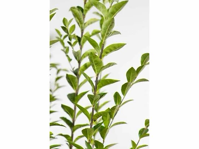 Haagplant ligustrum ovalifolium - planten met pot (48x) - afbeelding 2 van  2