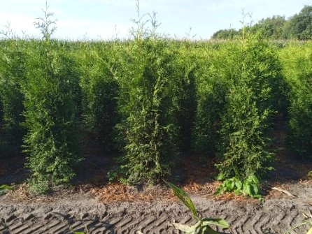 Haagplanten en coniferen