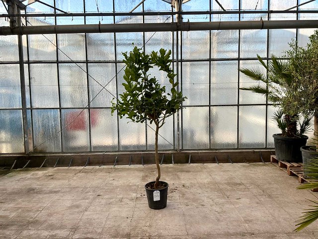 Hand van boeddha (citrus medica) - afbeelding 1 van  1