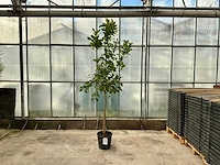 Hand van boeddha (citrus medica) - afbeelding 1 van  1