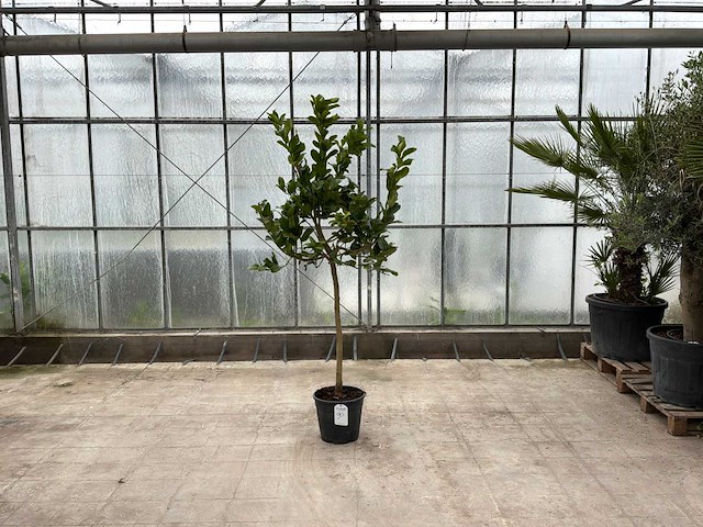 Hand van boeddha (citrus medica) - afbeelding 1 van  1