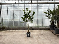 Hand van boeddha (citrus medica) - afbeelding 1 van  1