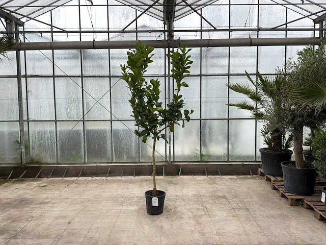 Hand van boeddha (citrus medica) - afbeelding 1 van  1