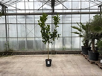Hand van boeddha (citrus medica) - afbeelding 1 van  1
