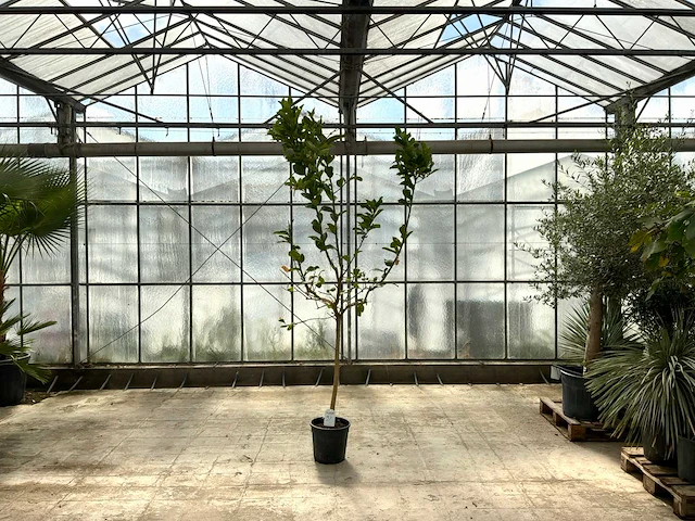 Hand van boeddha (citrus medica) - afbeelding 1 van  1