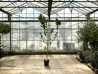 Hand van boeddha (citrus medica)