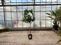 Hand van boeddha (citrus medica) - afbeelding 1 van  1