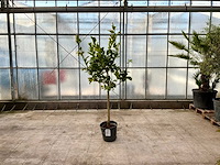 Hand van boeddha (citrus medica) - afbeelding 1 van  1