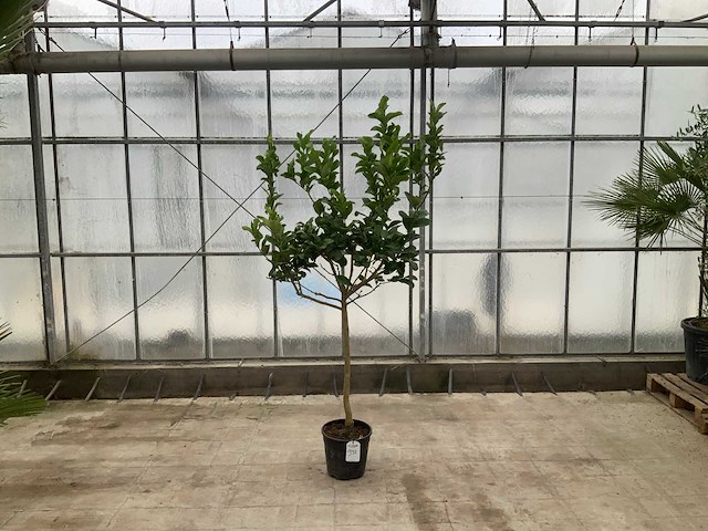 Hand van boeddha (citrus medica) - afbeelding 1 van  1