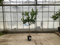 Hand van boeddha (citrus medica) - afbeelding 1 van  1