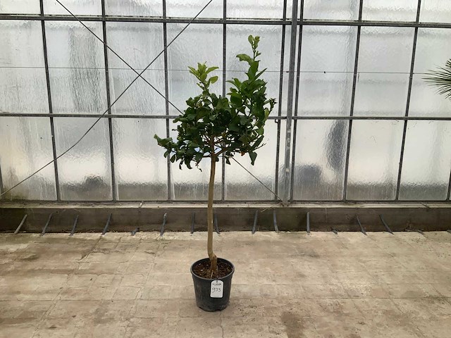 Hand van boeddha (citrus medica) - afbeelding 1 van  1