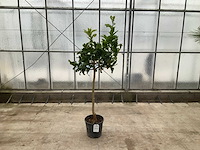 Hand van boeddha (citrus medica) - afbeelding 1 van  1