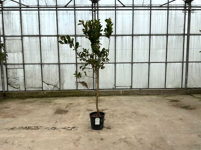 Hand van boeddha (citrus medica) - afbeelding 1 van  1