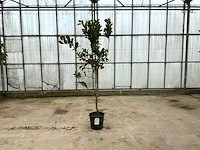 Hand van boeddha (citrus medica) - afbeelding 1 van  1